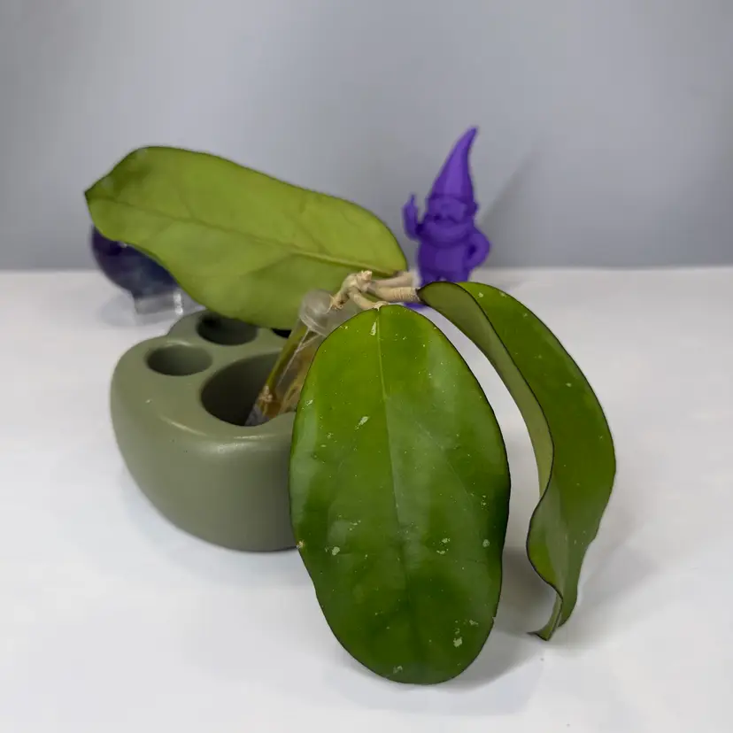 T10 RHM24114 (AH ‘Ceereen’ x Unk) Rooted Cutting