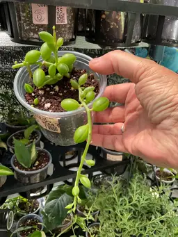 3688 String of Watermelons