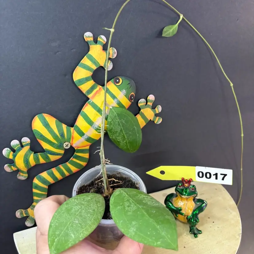 Hoya erythrostemma (splash)