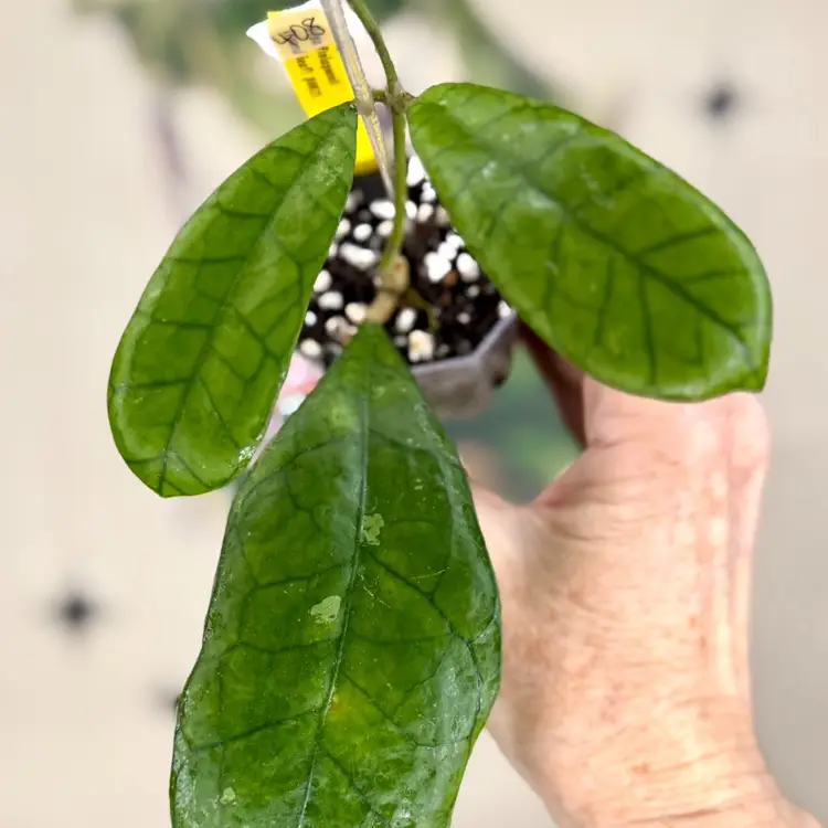 408 Hoya finlaysonii (round leaf)