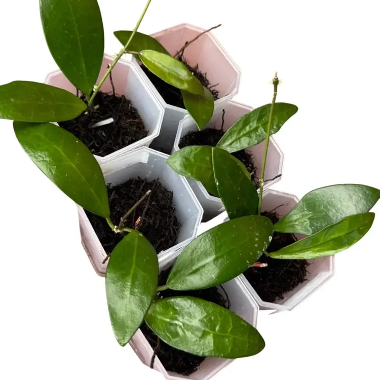 Hoya Linh MB 1065 growers choice