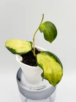 Hoya merillii inner variegated