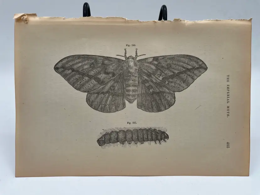 403 - Original Woodblock Print Book Page, 1862, Insects