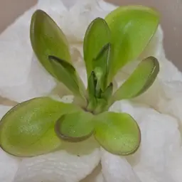 Pinguicula "Big Purple Thing"