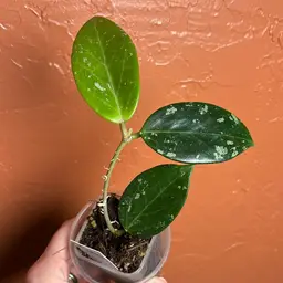 758 Hoya Phukwai Lao