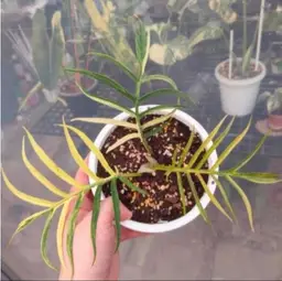 #01 (1 Unit) Philodendron Variegated Tortum Tissue Cultures