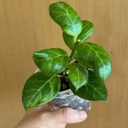 Hoya Obscura Variegated