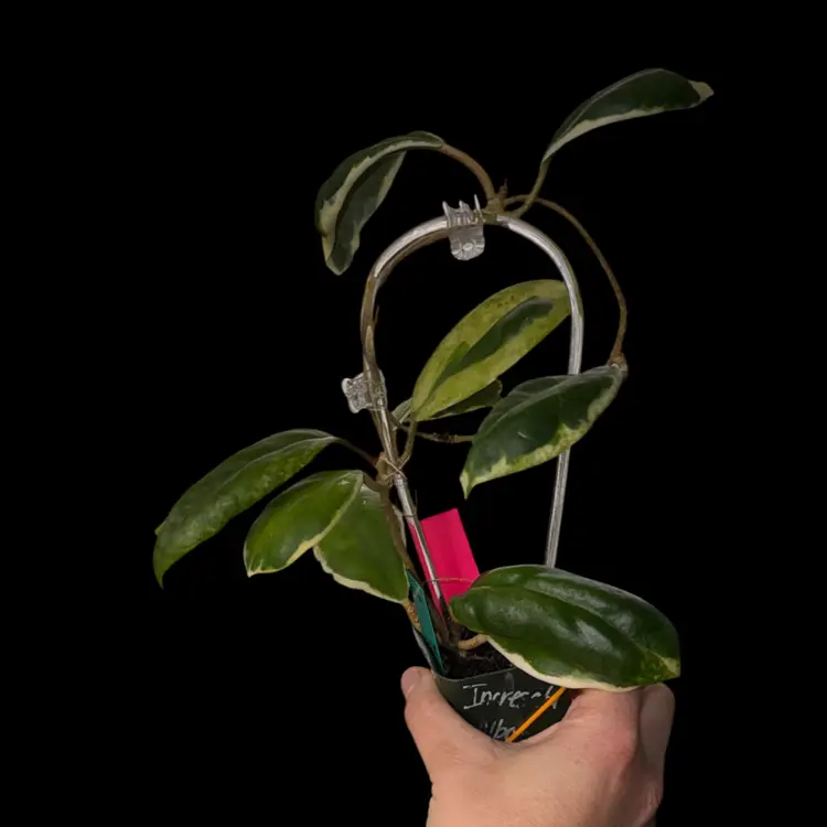 H. incrassata (albomarginata)