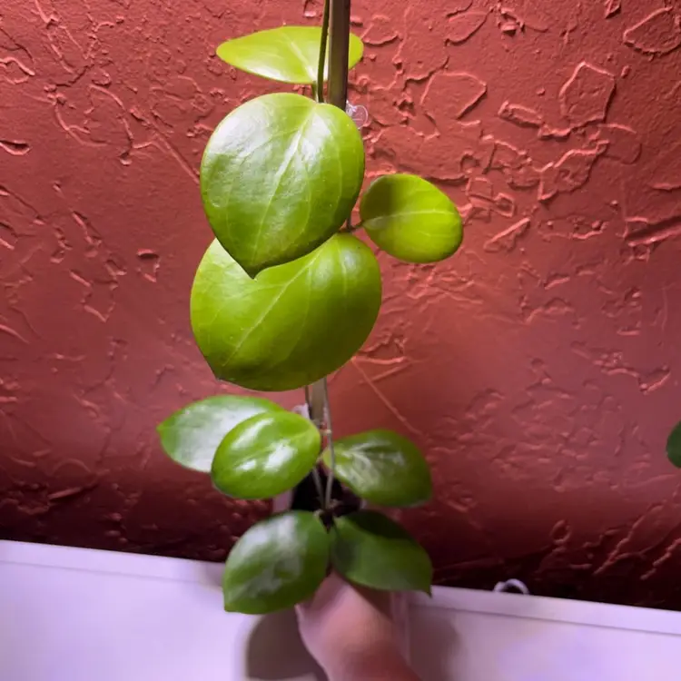 Hoya ‘Kicki’ MB1250
(Mindorensis x Davidcummingii)