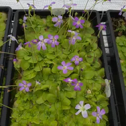 Pinguicula Hybrid SC-5 koehres X ibarrae