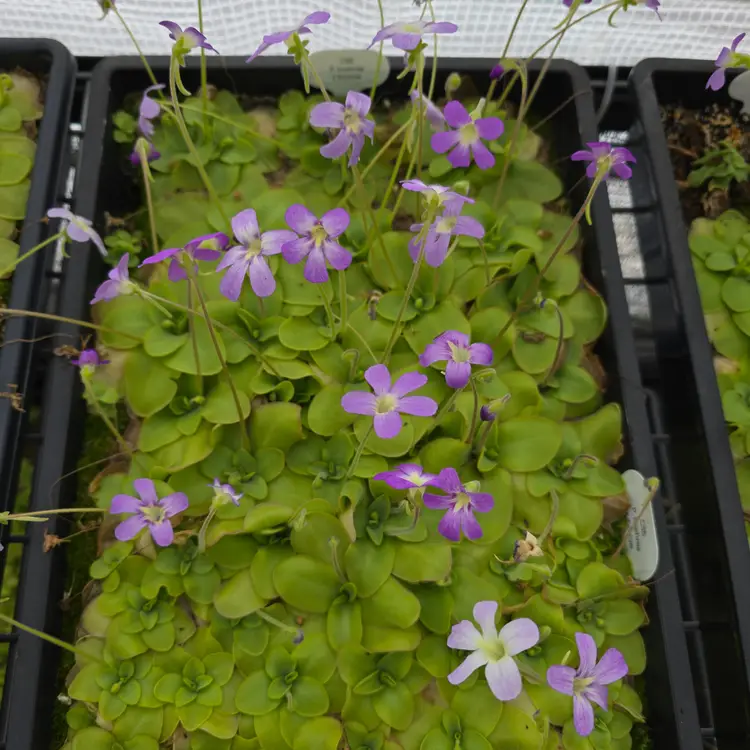 Pinguicula Hybrid SC-5 koehres X ibarrae
