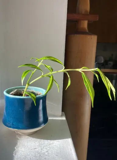 POTS SALEEEEEEEE!!!!!!!