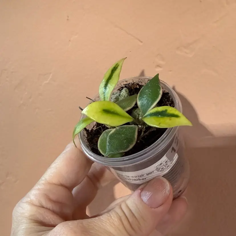 Bakoensis outer variegated