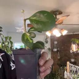 Hoya Obovata Variegaed