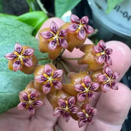 1600 Hoya RGB-063 'Sunset Blaze'