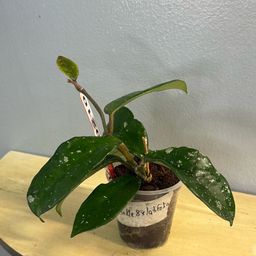 210 Hoya krinkle 8 x latifolia