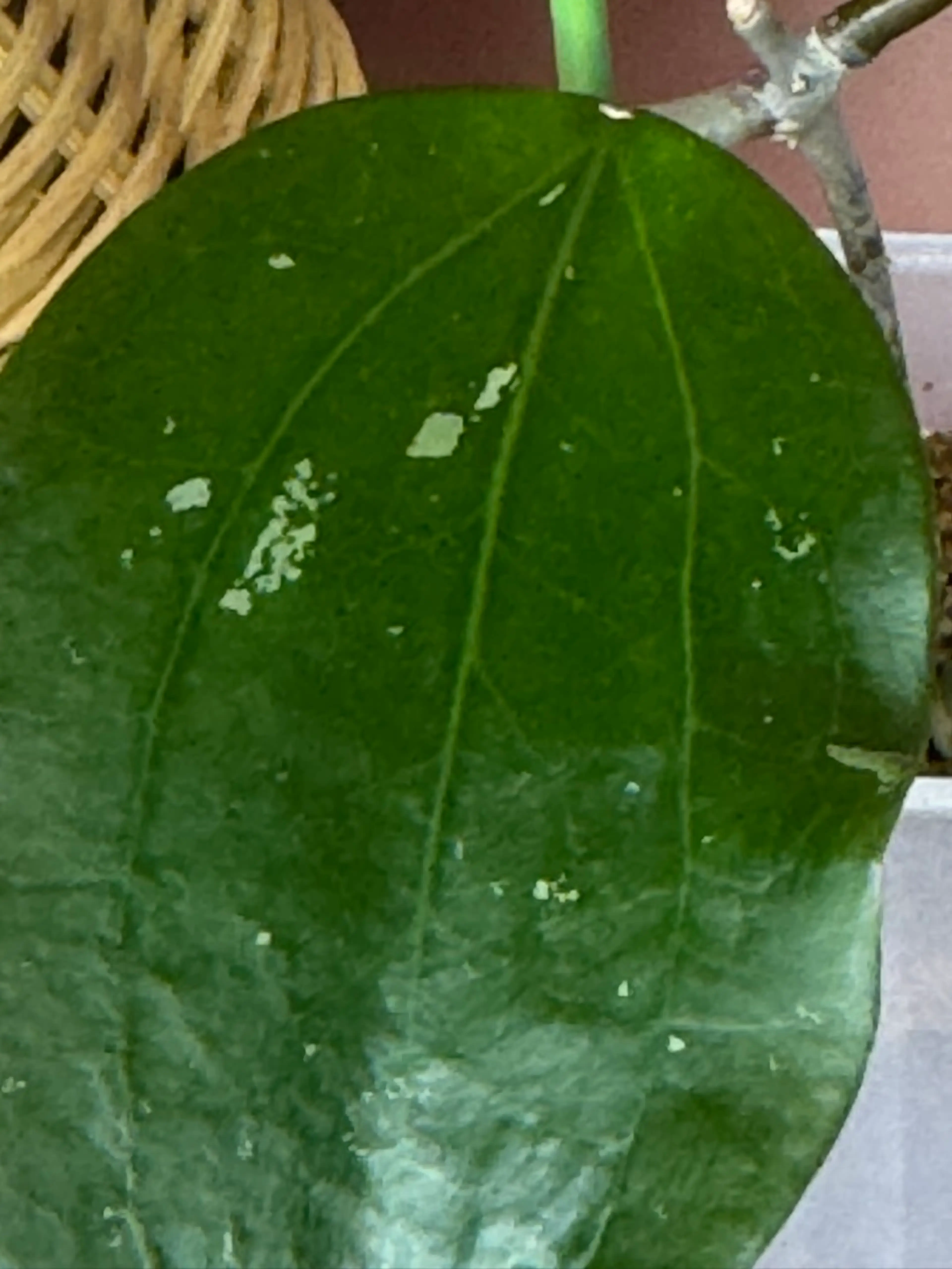Image 2 of 2