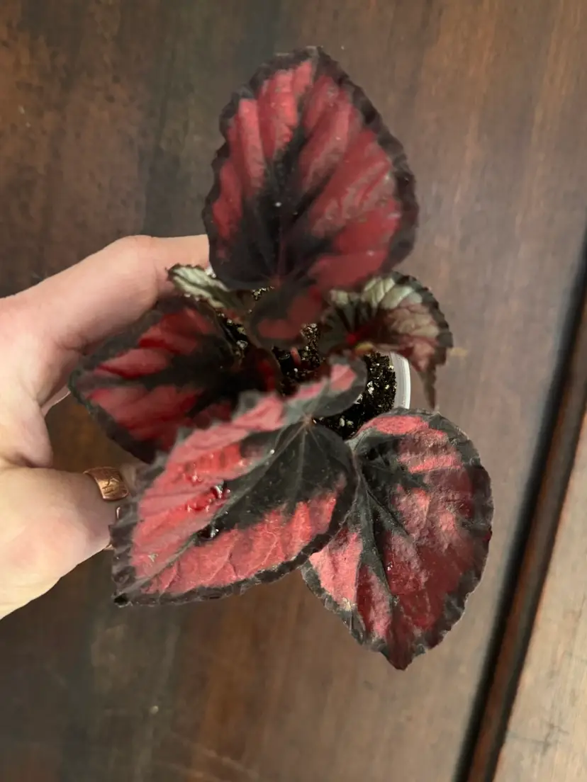 βRed Kissβ Begonia