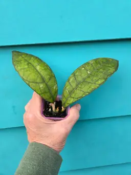 Hoya Kalteng Kalimantan