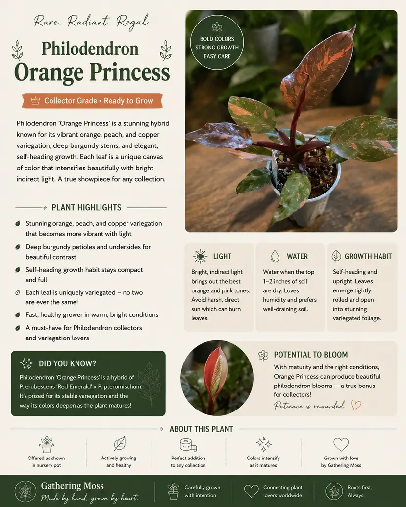 Philodendron Orange Princess