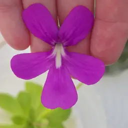 SC-24 Pinguicula "Big Purple Thing" x moranensis A