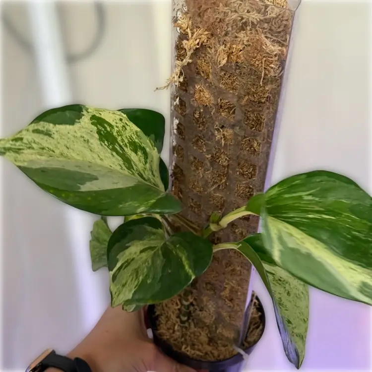 Manjula - One Leaf Cutting