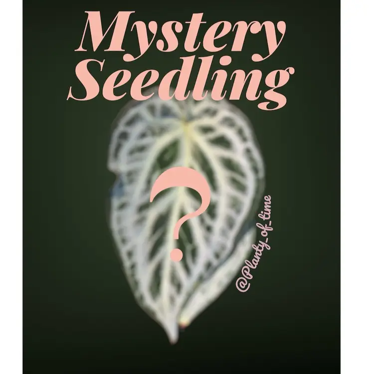 1 Mystery Anthurium seedling