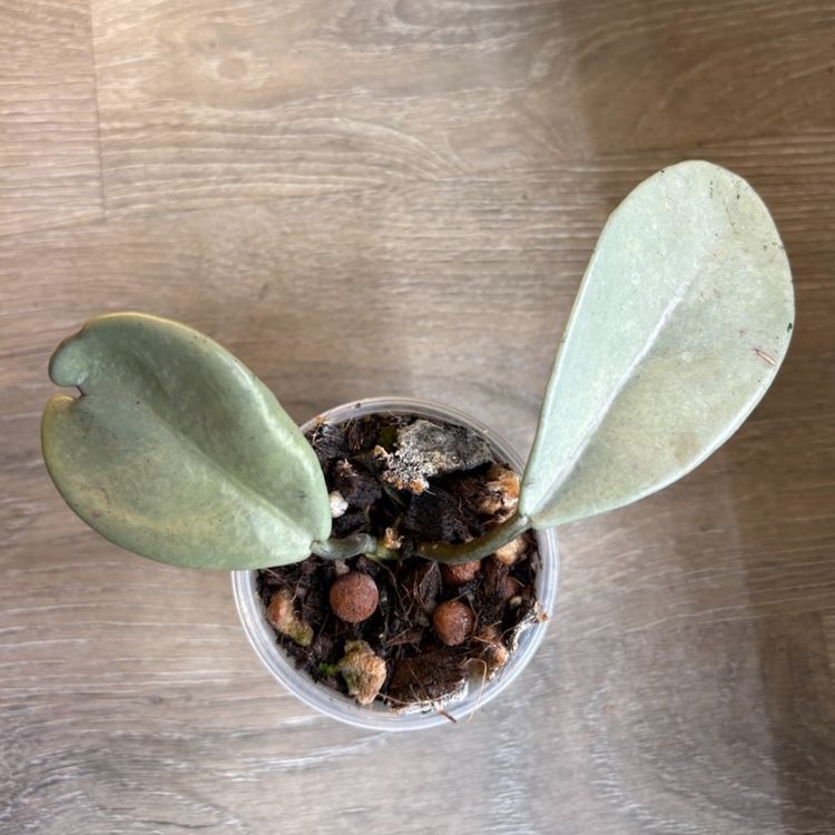Hoya carnosa ‘Wilbur Graves’ (silver) growers choice