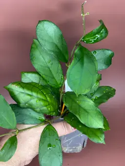 RB Dick (EPC 196) OP.      RHM24225-JLC1