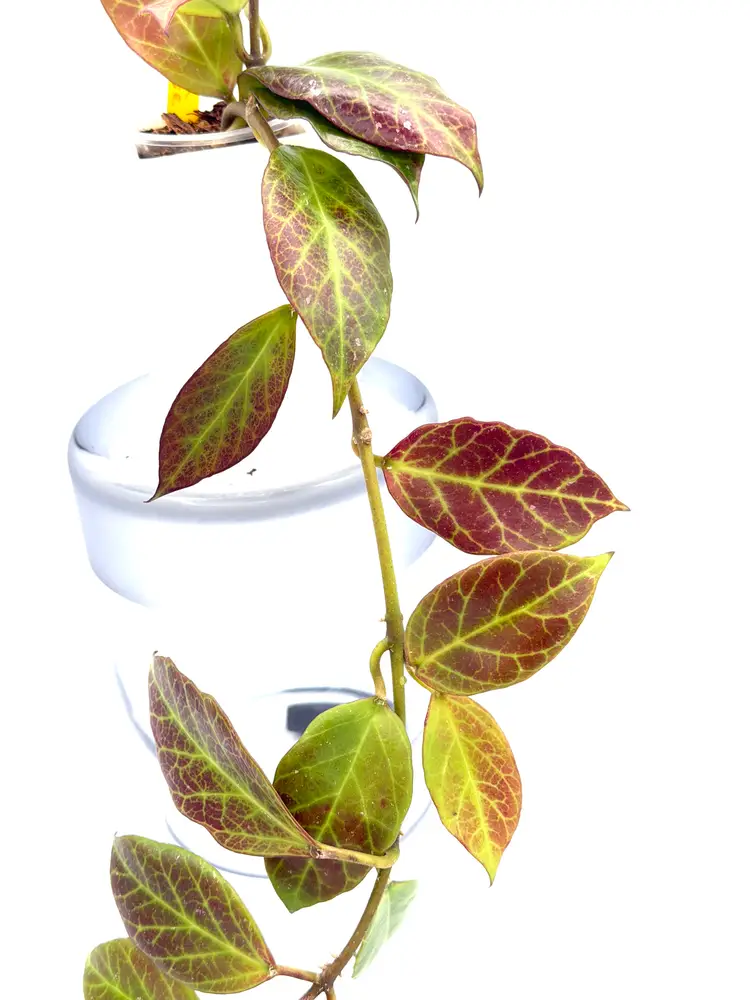 Hoya Sunrise + Bonus Cutting