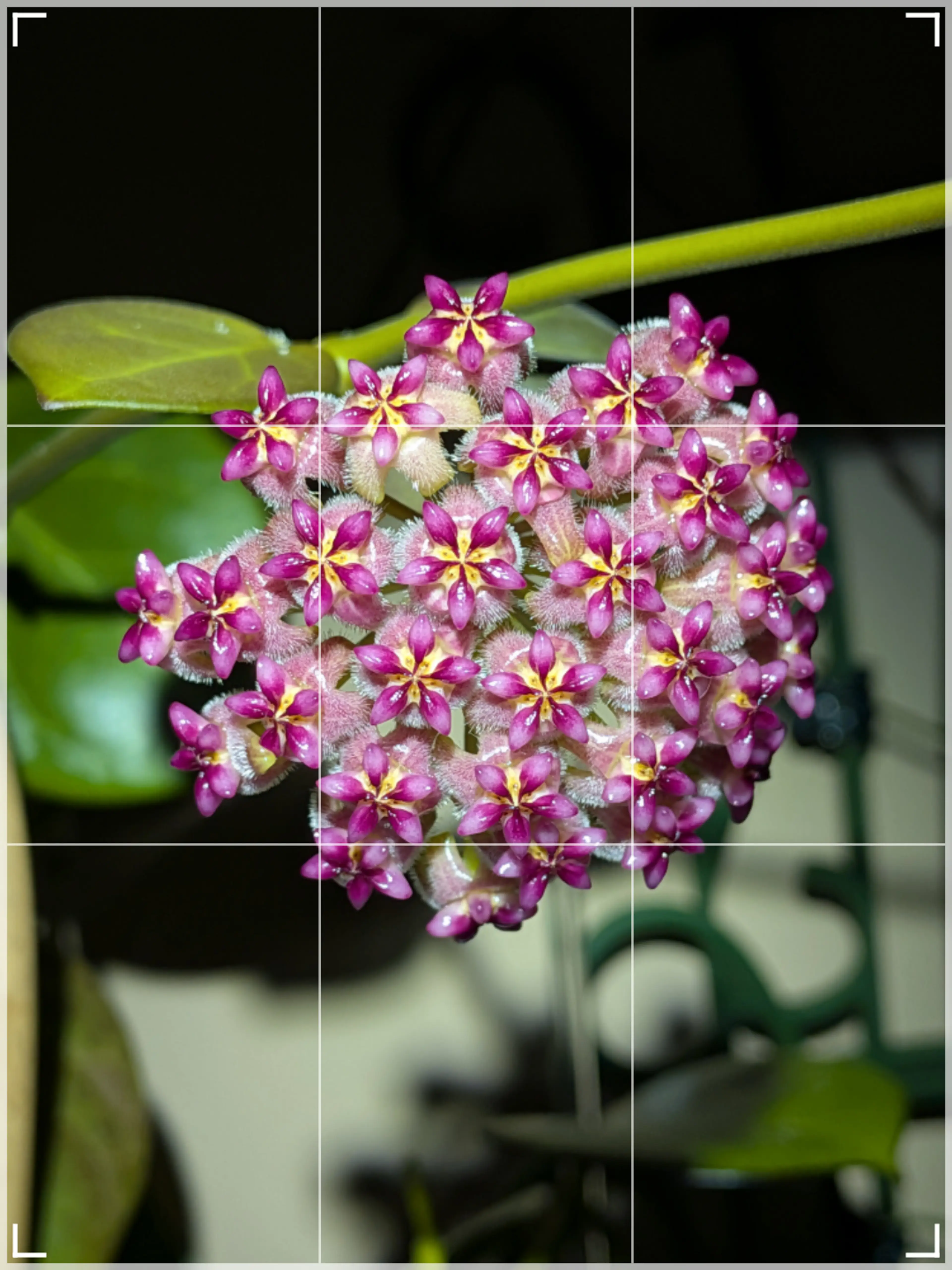 hand pollinating fun