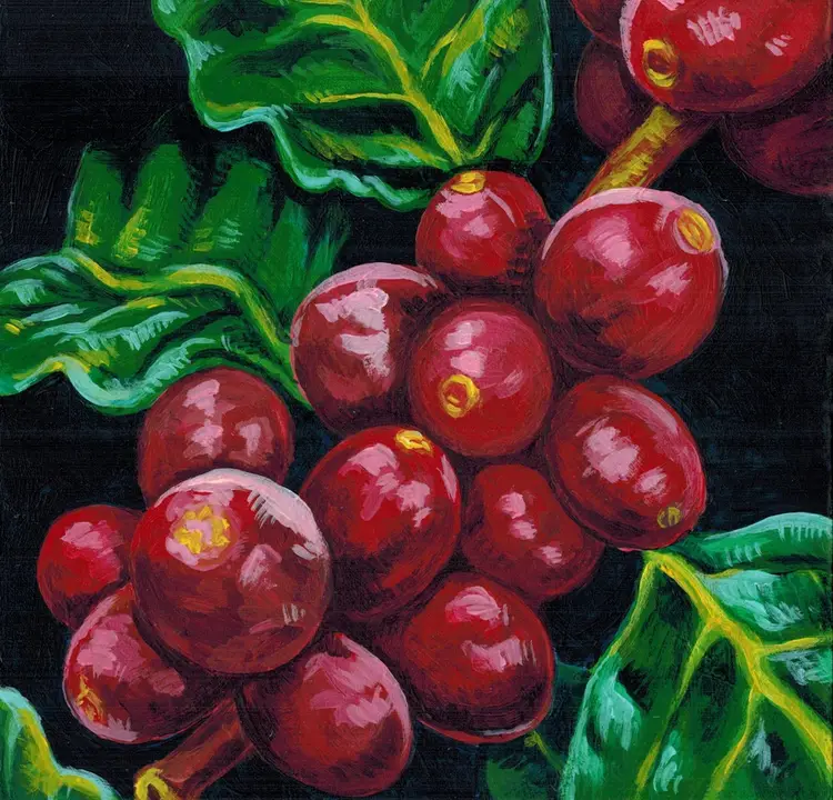 Art Prints – 'Coffea arabica'