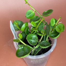 #3655 Dischidia major