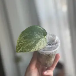 Scindapsus Black Dragon