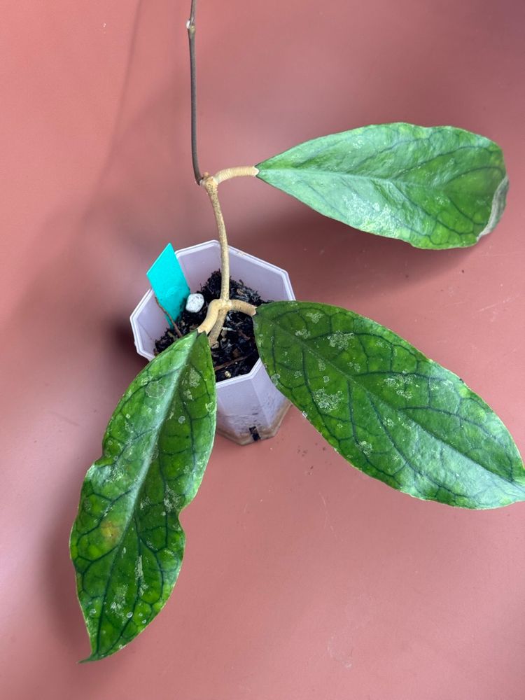 #3638 Hoya Ranauensis