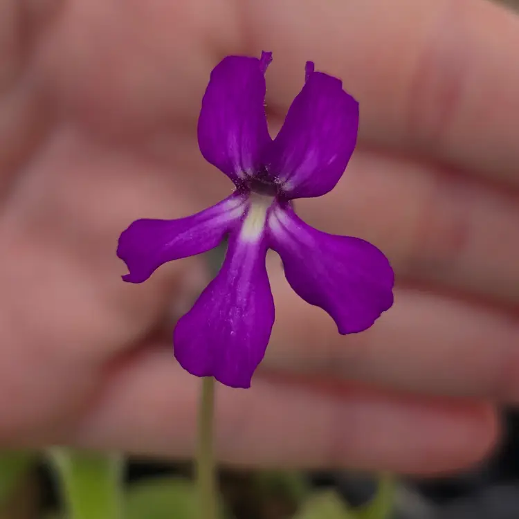 Pinguicula moranensis "cyclamen"