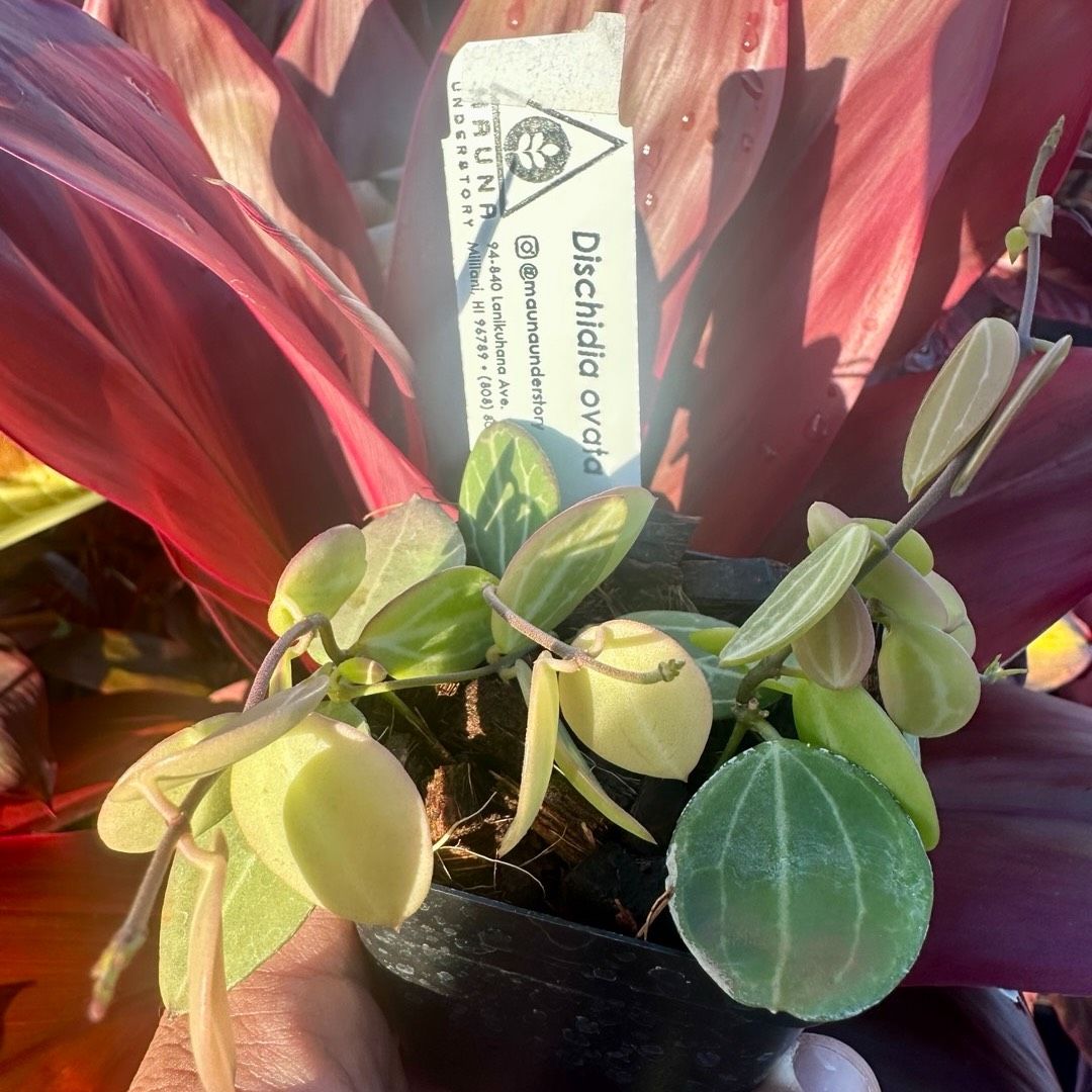 Rlc. Yasuji Takasaki 'Hawaii' - 2.5” Pot