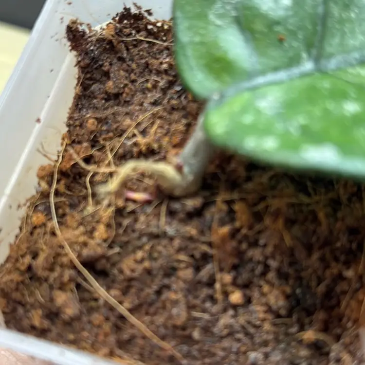 Hoya Bonii round splash