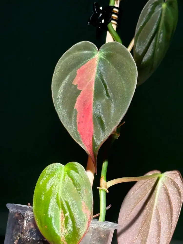 SATURDAY NIGHT LIVE! 