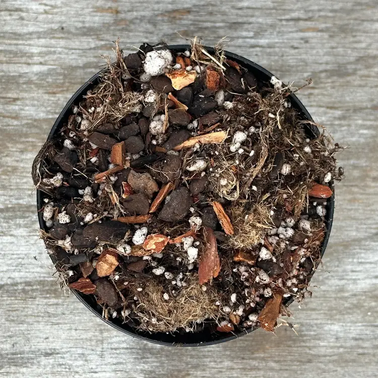 Substrate - Anthurium Magic #7