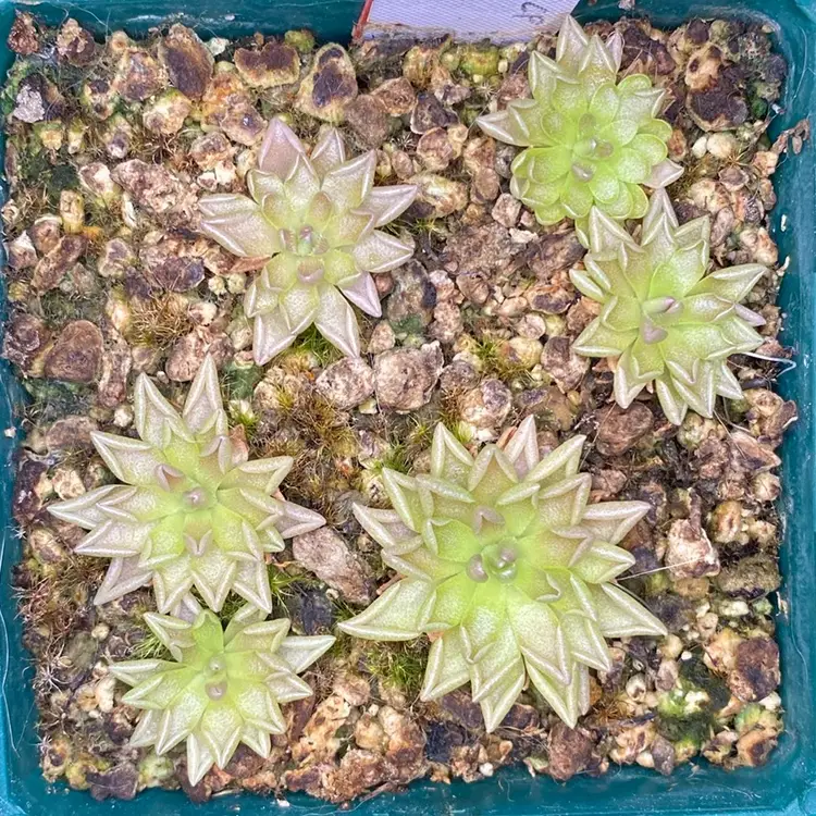 Pinguicula "Estrellita"