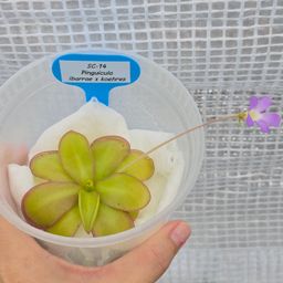 SC-14 Pinguicula ibarrae x koehres