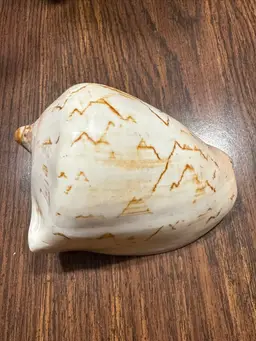 Large Vintage Shell from Estate