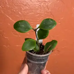 3052 Hoya isabelchanae