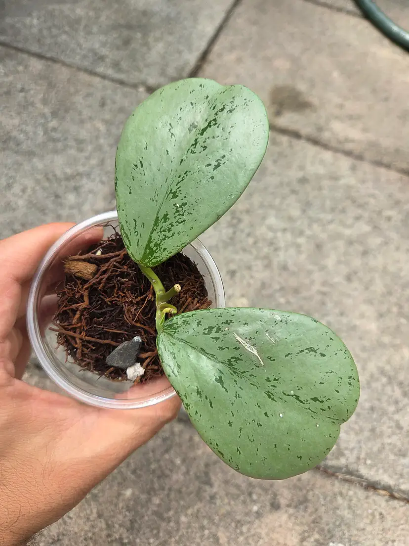 Hoya Chiang Dao Silver