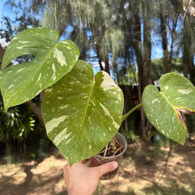 Monstera Thai Constellation