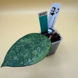 0197 Patcharawalai 023 (splash)