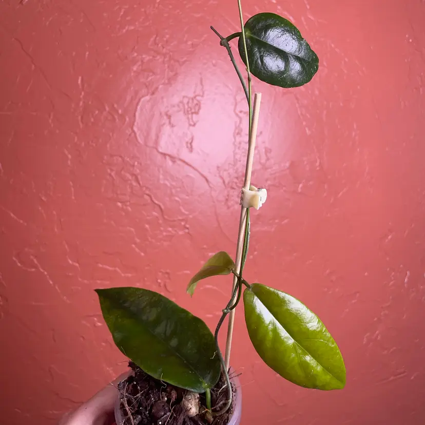 29 Hoya dischorensis