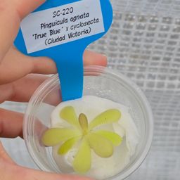 SC-220 Pinguicula agnata 'True Blue' x cyclosecta (Ciudad Victoria)