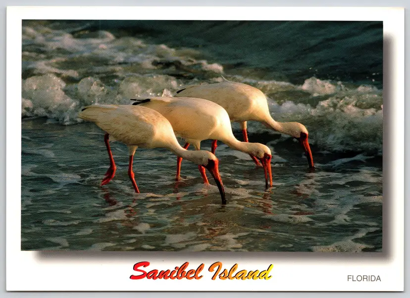 Postcard White Ibis Sanibel Island Jumbo Card Eudocimus albus Gulfcoast Birds - 12366